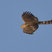 Sharp-shinned Hawk